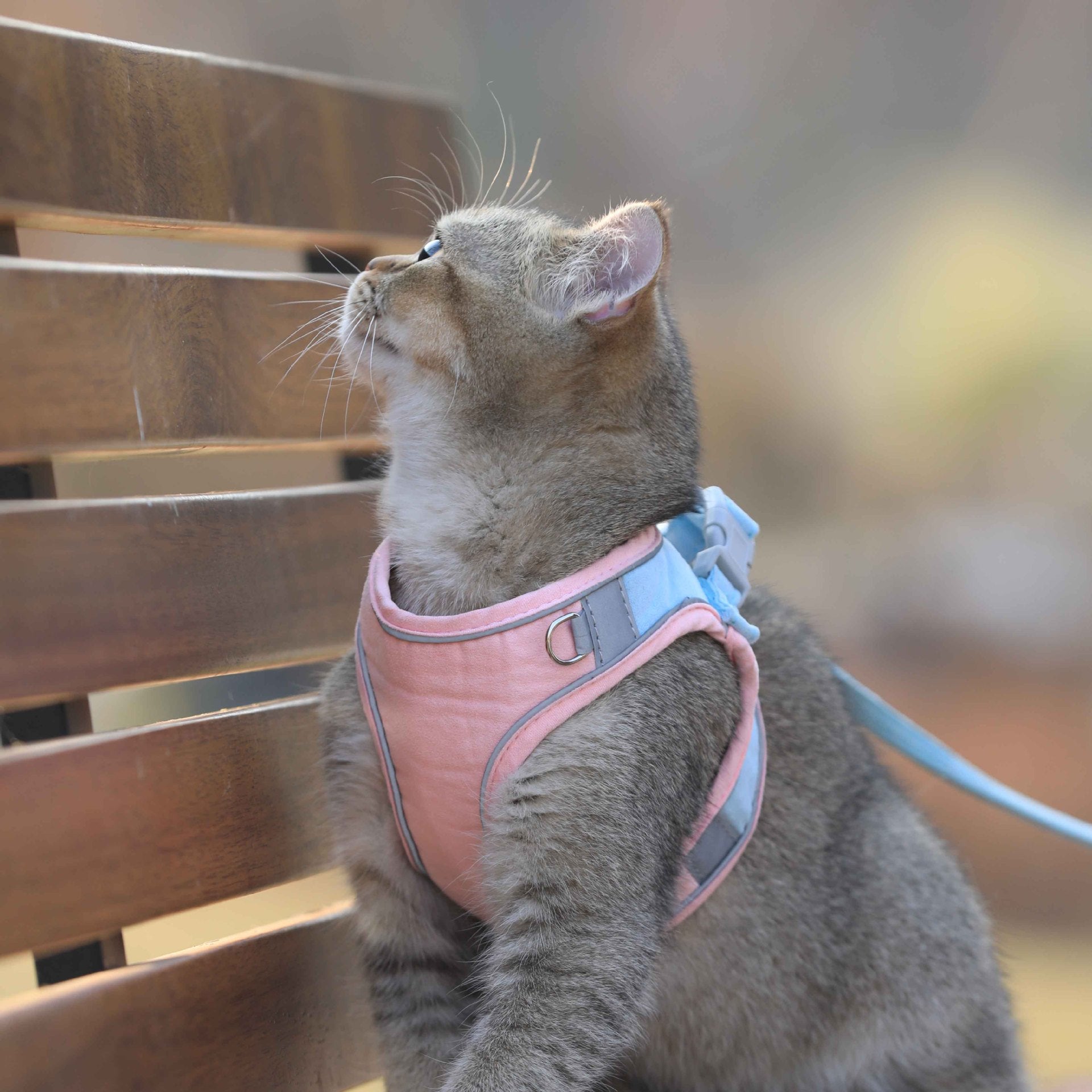 Cat Harness and Leash Set